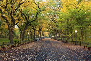 Central Park in fall - NYC - USA Fine Art Photography AHAVART 