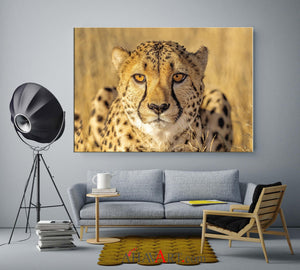 Cheetah Stare Down / Patrick Huot Fine Art Photography AHAVART 