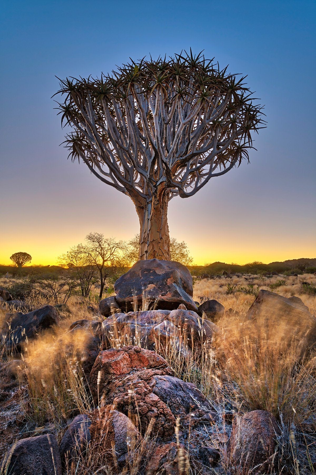 Quiver Tree - South Africa / Patrick Huot Fine Art Photography AHAVART 
