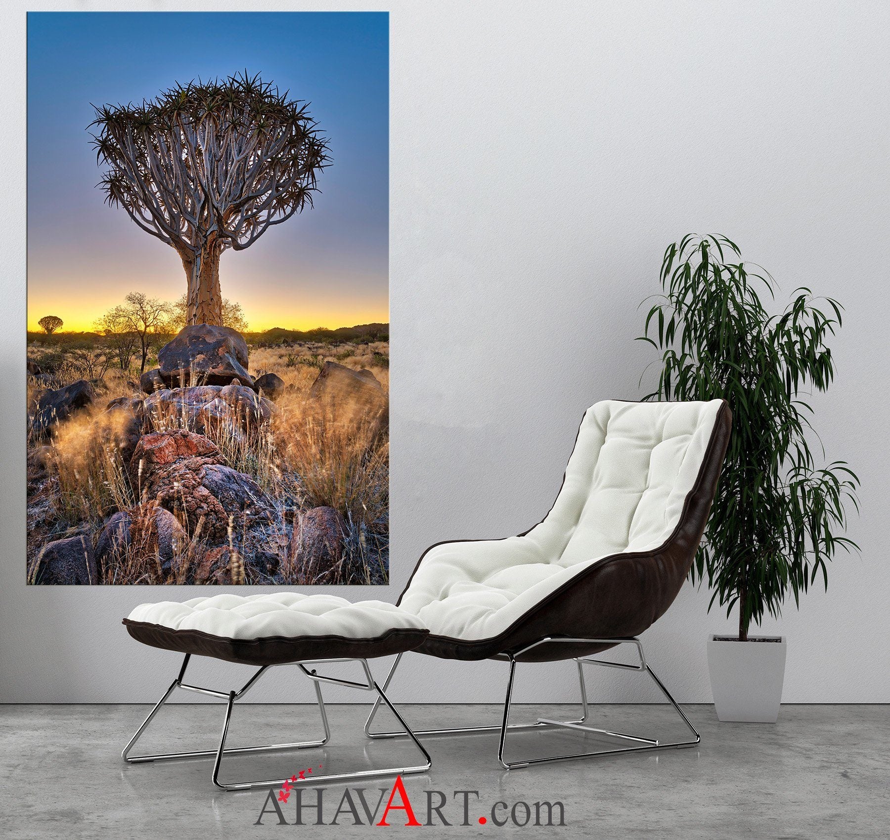 Quiver Tree - South Africa / Patrick Huot Fine Art Photography AHAVART 