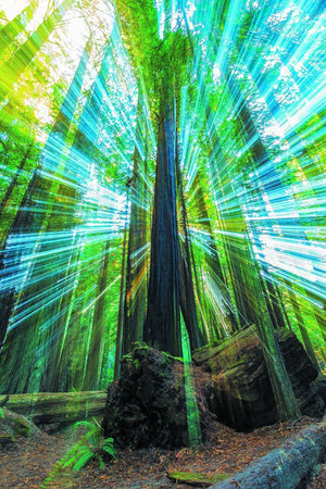 Redwoods Burst - California / Patrick Huot Fine Art Photography AHAVART 