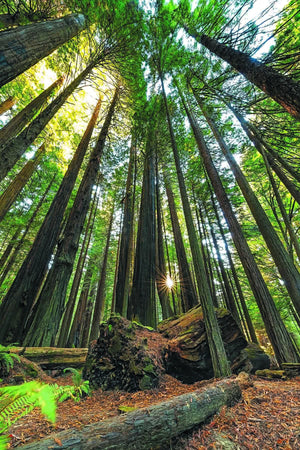 Redwoods - California / Patrick Huot Fine Art Photography AHAVART 
