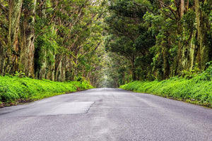 Tree Way / Patrick Huot Fine Art Photography AHAVART 